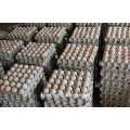Hochwertige Eierkartons werden auf der ganzen Welt verkauft